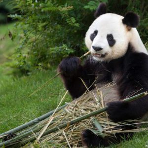 Let’s Help the Endangered Species Today